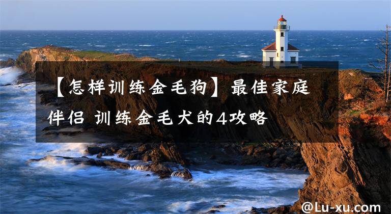 【怎樣訓(xùn)練金毛狗】最佳家庭伴侶 訓(xùn)練金毛犬的4攻略