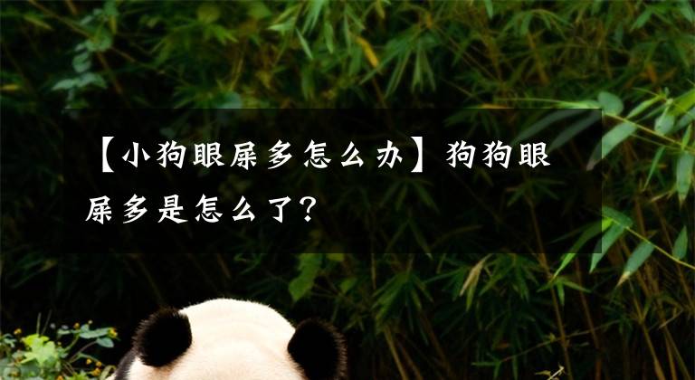 【小狗眼屎多怎么辦】狗狗眼屎多是怎么了？