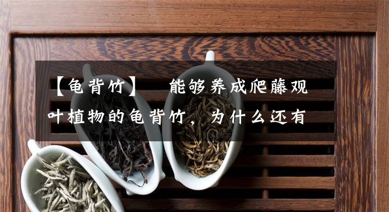 【龜背竹】?能夠養(yǎng)成爬藤觀葉植物的龜背竹，為什么還有人將它養(yǎng)死