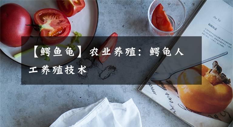 【鱷魚龜】農(nóng)業(yè)養(yǎng)殖：鱷龜人工養(yǎng)殖技術