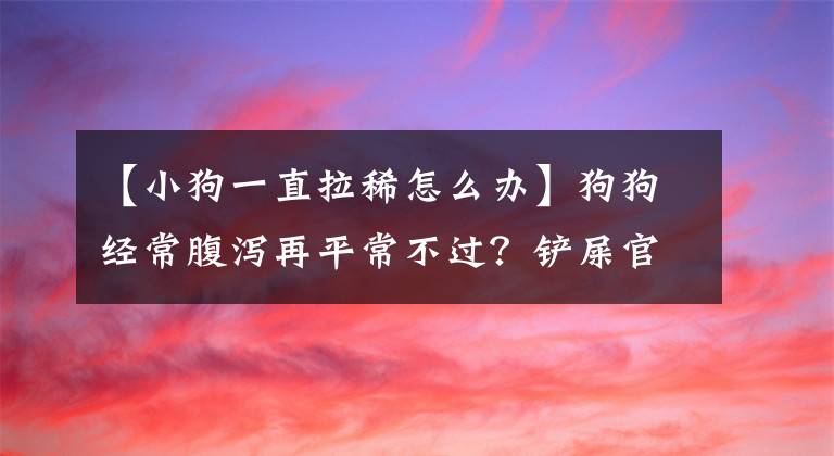 【小狗一直拉稀怎么辦】狗狗經(jīng)常腹瀉再平常不過？鏟屎官們還是需要多重視，不要大意