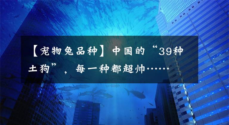 【寵物兔品種】中國的“39種土狗”，每一種都超帥……