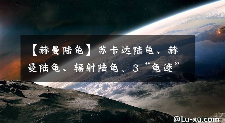 【赫曼陸龜】蘇卡達(dá)陸龜、赫曼陸龜、輻射陸龜，3“龜迷”買龜獲罪