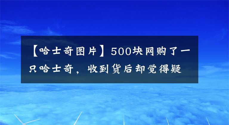 【哈士奇圖片】500塊網(wǎng)購(gòu)了一只哈士奇，收到貨后卻覺(jué)得疑惑：這是啥品種??？