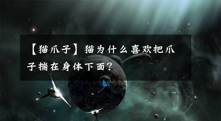 【貓爪子】貓為什么喜歡把爪子揣在身體下面？