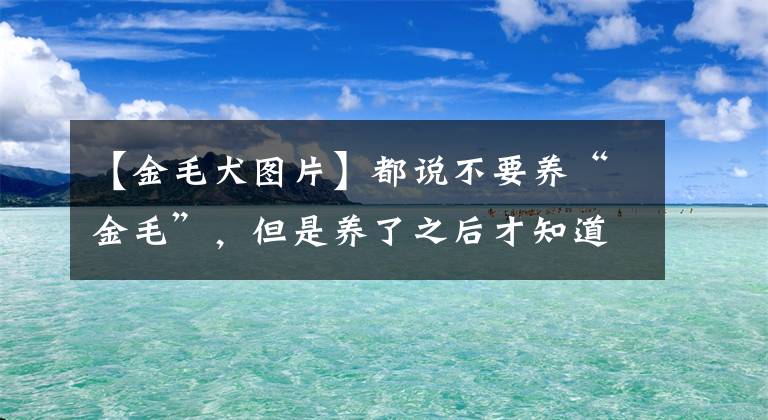 【金毛犬圖片】都說(shuō)不要養(yǎng)“金毛”，但是養(yǎng)了之后才知道真香