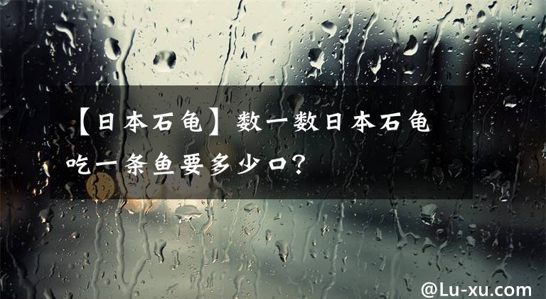 【日本石龜】數(shù)一數(shù)日本石龜吃一條魚(yú)要多少口？