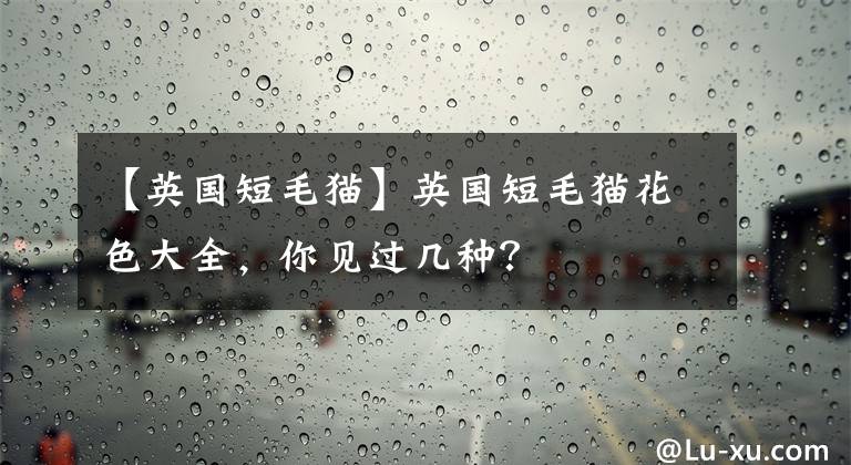 【英國(guó)短毛貓】英國(guó)短毛貓花色大全，你見(jiàn)過(guò)幾種？