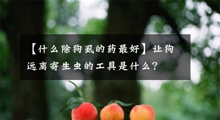 【什么除狗虱的藥最好】讓狗遠(yuǎn)離寄生蟲(chóng)的工具是什么？