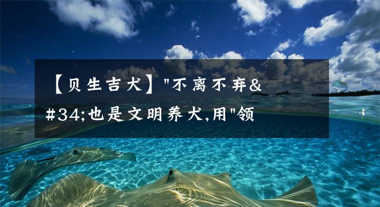 【貝生吉犬】"不離不棄"也是文明養(yǎng)犬,用"領(lǐng)養(yǎng)代替購買"你愿意嗎？