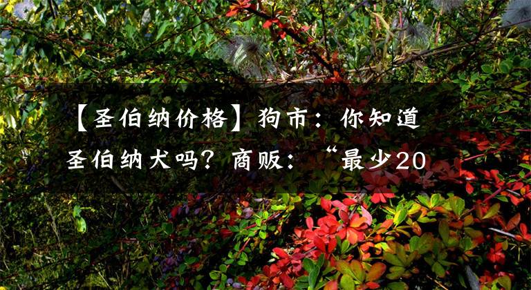 【圣伯納價(jià)格】狗市：你知道圣伯納犬嗎？商販：“最少2000元，低了不賣！”