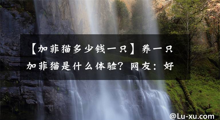 【加菲貓多少錢一只】養(yǎng)一只加菲貓是什么體驗(yàn)？網(wǎng)友：好吃懶做腸胃還嬌弱，心累！