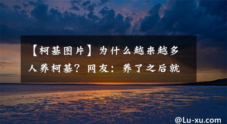 【柯基圖片】為什么越來越多人養(yǎng)柯基？網(wǎng)友：養(yǎng)了之后就不想換狗了