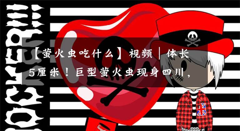 【螢火蟲吃什么】視頻｜體長5厘米！巨型螢火蟲現身四川，宛如披掛了幾串小燈