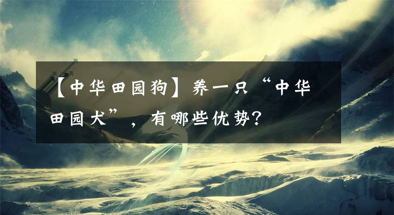 【中華田園狗】養(yǎng)一只“中華田園犬”，有哪些優(yōu)勢？