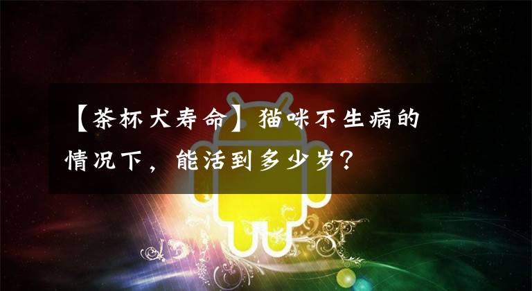 【茶杯犬壽命】貓咪不生病的情況下，能活到多少歲？