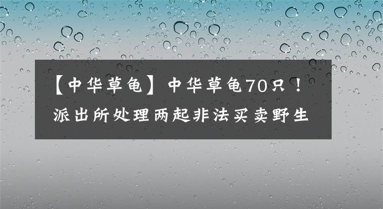 【中華草龜】中華草龜70只！ 派出所處理兩起非法買賣野生動(dòng)物案