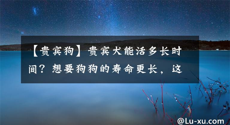 【貴賓狗】貴賓犬能活多長時間？想要狗狗的壽命更長，這樣養(yǎng)準(zhǔn)沒錯