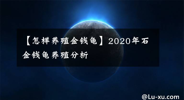 【怎樣養(yǎng)殖金錢龜】2020年石金錢龜養(yǎng)殖分析