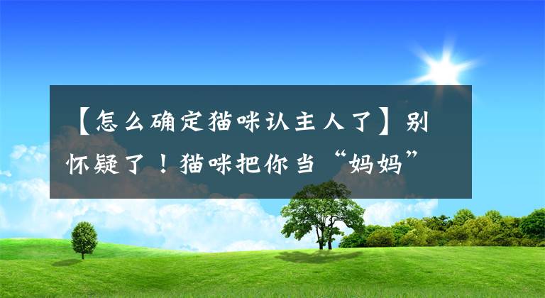 【怎么確定貓咪認(rèn)主人了】別懷疑了！貓咪把你當(dāng)“媽媽”，有這些表現(xiàn)