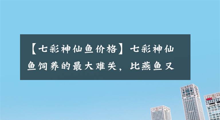 【七彩神仙魚價(jià)格】七彩神仙魚飼養(yǎng)的最大難關(guān)，比燕魚又多兩點(diǎn)，一般人掌握不好