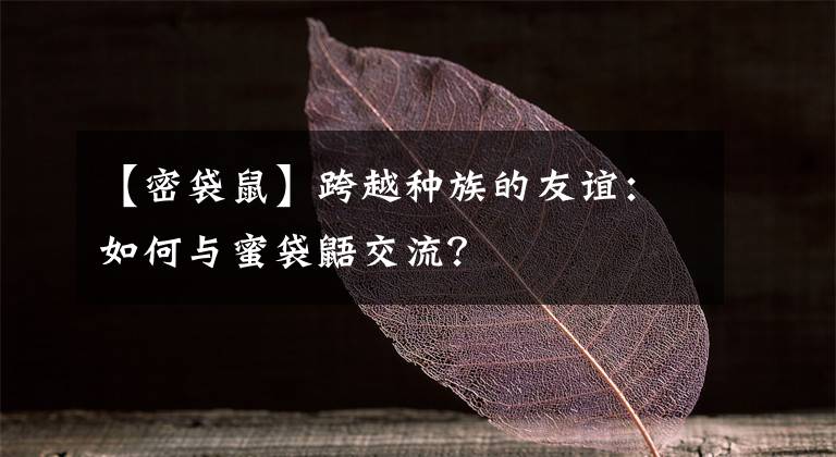 【密袋鼠】跨越種族的友誼：如何與蜜袋鼯交流？