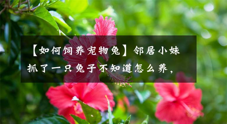 【如何飼養(yǎng)寵物兔】鄰居小妹抓了一只兔子不知道怎么養(yǎng)，這些基本的操作可以先做起來(lái)