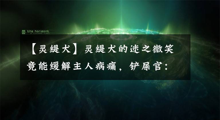 【靈緹犬】靈緹犬的迷之微笑竟能緩解主人病痛，鏟屎官：謝謝你帶給我陽光