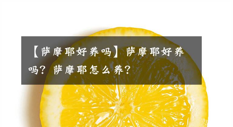 【薩摩耶好養(yǎng)嗎】薩摩耶好養(yǎng)嗎？薩摩耶怎么養(yǎng)？