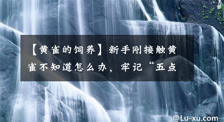 【黃雀的飼養(yǎng)】新手剛接觸黃雀不知道怎么辦，牢記“五點(diǎn)”不會(huì)慌