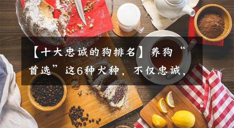 【十大忠誠(chéng)的狗排名】養(yǎng)狗“首選”這6種犬種，不僅忠誠(chéng)，還好養(yǎng)