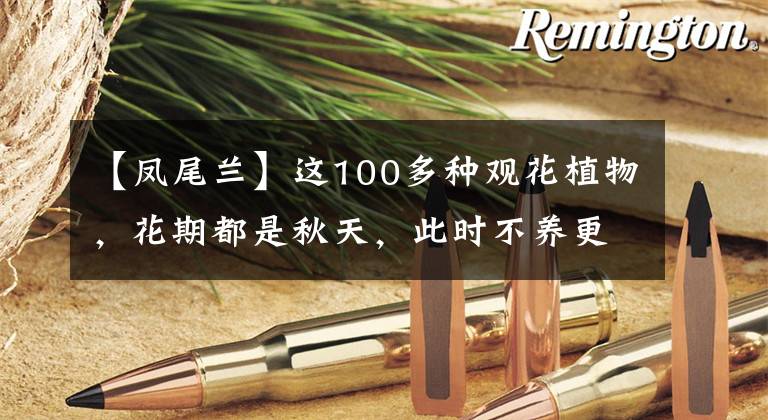 【鳳尾蘭】這100多種觀花植物，花期都是秋天，此時不養(yǎng)更待何時