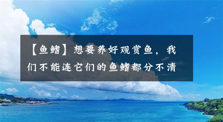 【魚鰭】想要養(yǎng)好觀賞魚，我們不能連它們的魚鰭都分不清吧？