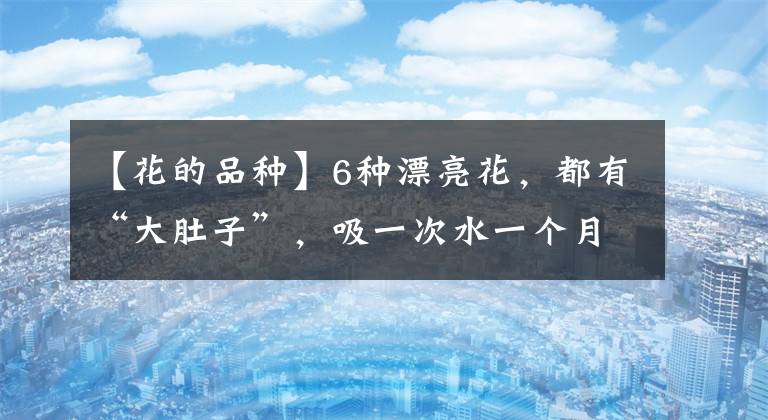 【花的品種】6種漂亮花，都有“大肚子”，吸一次水一個月不澆，天熱狂開花