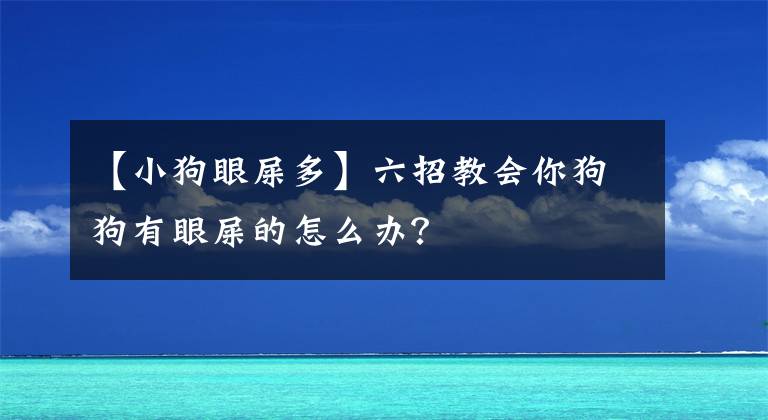 【小狗眼屎多】六招教會你狗狗有眼屎的怎么辦？