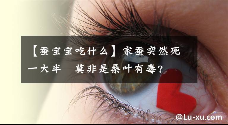 【蠶寶寶吃什么】家蠶突然死一大半 莫非是桑葉有毒?