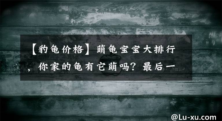 【豹龜價(jià)格】萌龜寶寶大排行，你家的龜有它萌嗎？最后一個(gè)長大當(dāng)牛騎