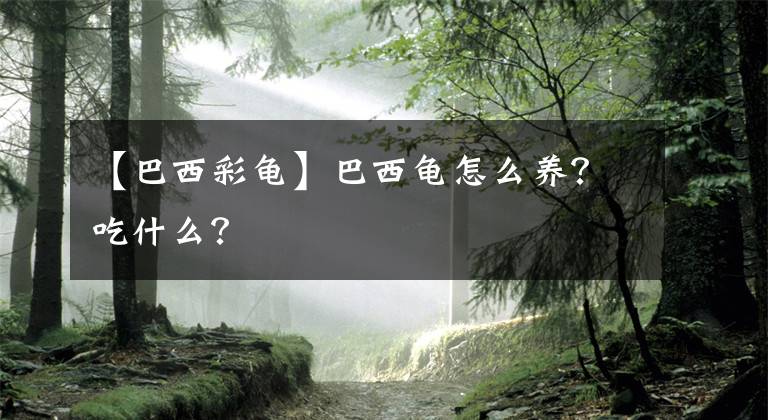 【巴西彩龜】巴西龜怎么養(yǎng)？吃什么？