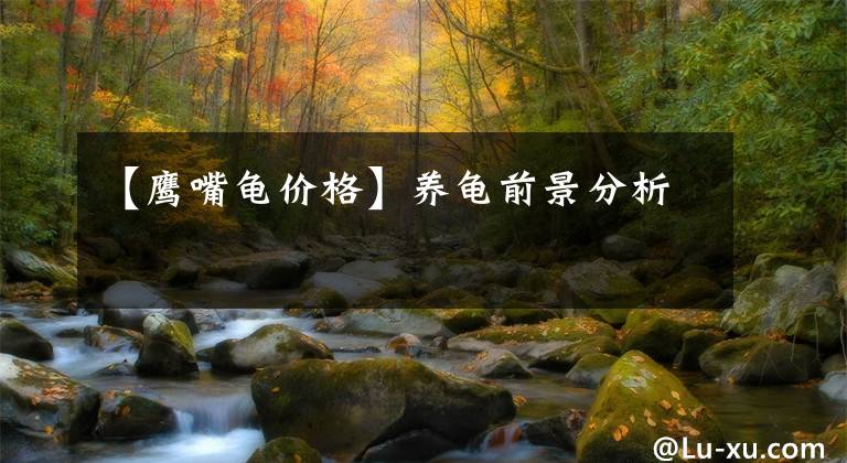 【鷹嘴龜價(jià)格】養(yǎng)龜前景分析