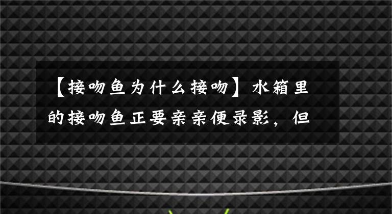 【接吻魚(yú)為什么接吻】水箱里的接吻魚(yú)正要親親便錄影，但眼尖的網(wǎng)友卻發(fā)現(xiàn)很熟悉的景象