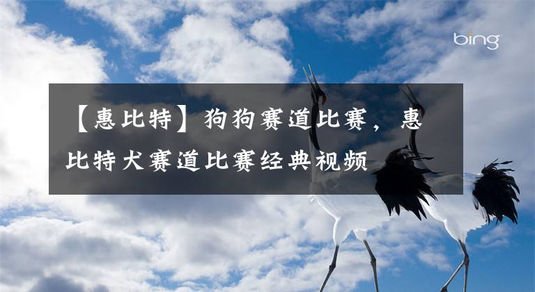 【惠比特】狗狗賽道比賽，惠比特犬賽道比賽經(jīng)典視頻