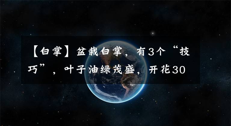 【白掌】盆栽白掌，有3個(gè)“技巧”，葉子油綠茂盛，開花30朵，花開不斷