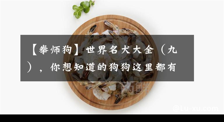 【拳師狗】世界名犬大全（九），你想知道的狗狗這里都有