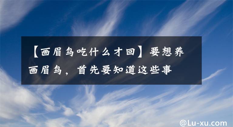 【畫眉鳥吃什么才回】要想養(yǎng)畫眉鳥，首先要知道這些事