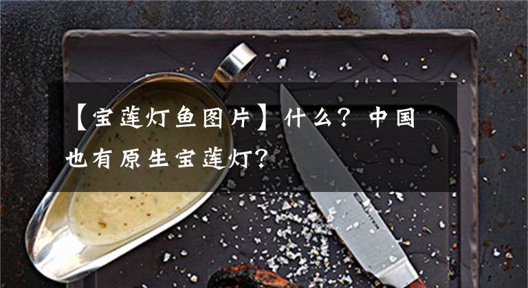 【寶蓮燈魚(yú)圖片】什么？中國(guó)也有原生寶蓮燈？