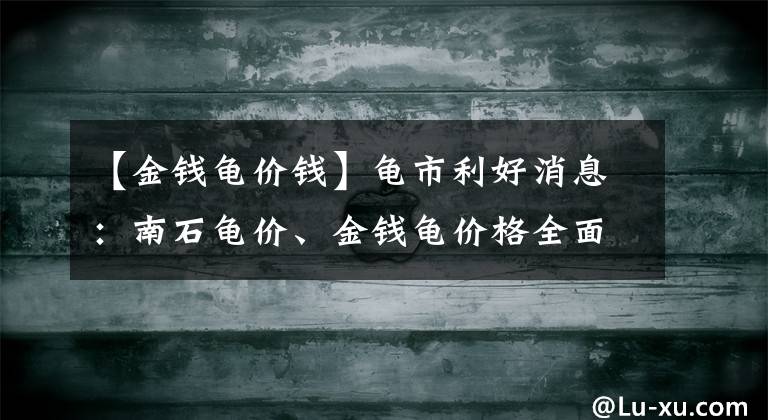 【金錢龜價錢】龜市利好消息：南石龜價、金錢龜價格全面上漲