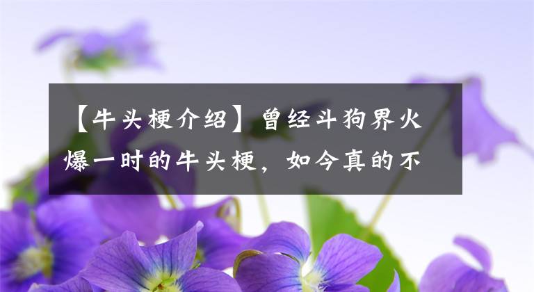 【牛頭梗介紹】曾經(jīng)斗狗界火爆一時(shí)的牛頭梗，如今真的不兇！