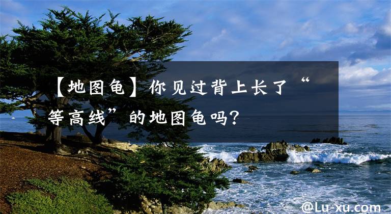 【地圖龜】你見(jiàn)過(guò)背上長(zhǎng)了“等高線”的地圖龜嗎？