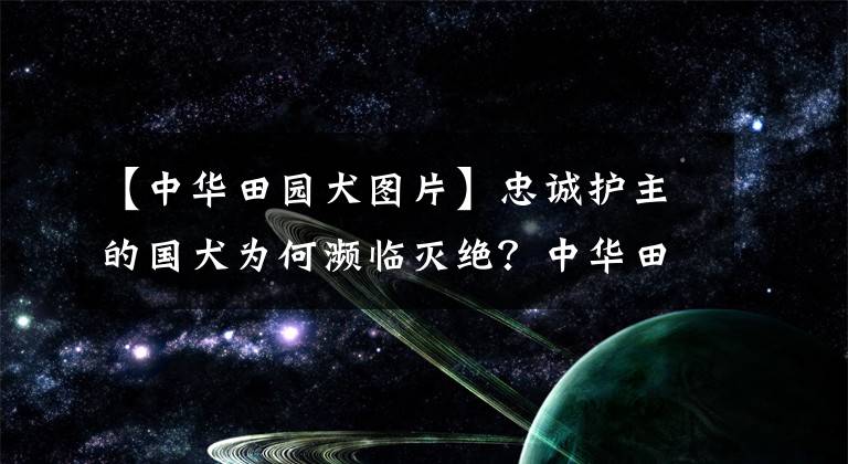 【中華田園犬圖片】忠誠護(hù)主的國犬為何瀕臨滅絕？中華田園犬的血統(tǒng)比你想象得更高貴