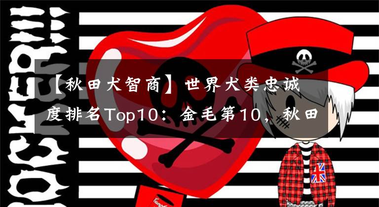 【秋田犬智商】世界犬類忠誠度排名Top10：金毛第10，秋田犬第5，厲害了我的土狗